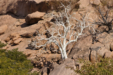 Obraz premium Sterculia quinqueloba tree growing on rocky hillside, Namibia