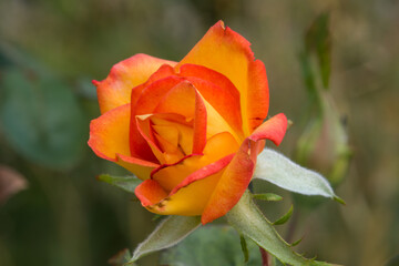 Single orange coloured rose flower in bloom.