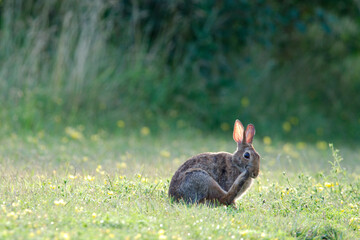 rabbit sitting in the grass field