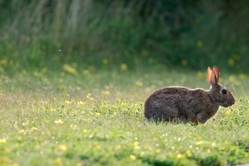 rabbit sitting in the grass field
