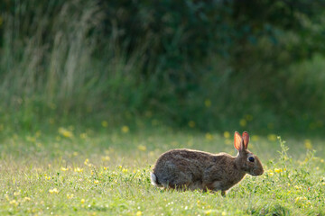rabbit sitting in the grass field