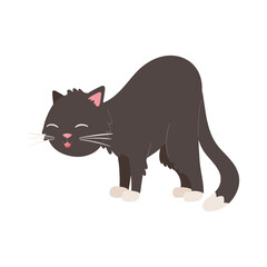 Obraz premium cute black cat animal