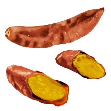 7 224 Best さつまいも Images Stock Photos Vectors Adobe Stock