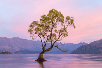 New Zealand Landscape Wanaka Tree Sunrise. That Wanaka Tree New Zealand.