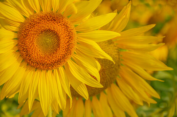 Obraz premium sunflower close up at Badami, Karnataka, India.