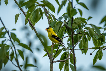 American Goldfinch in a Tree