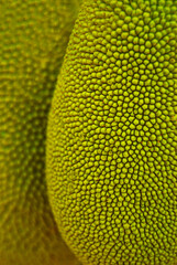 Jack-fruit at Kokan, Maharashtra, India