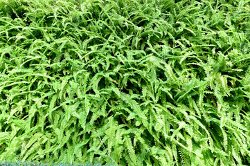 Close up green climber plant on wall for texture and backgrounds, natural concept. 
