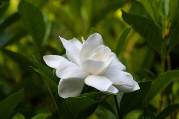 八重咲きのクチナシ