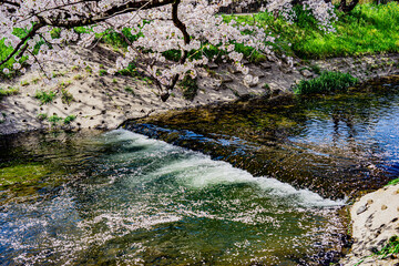 五条川の桜と花筏