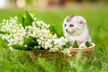 Little fluffy fold kitten sitting in a woven basket in a set of lilies of the valley in a basket in the spring on the grass in the garden
