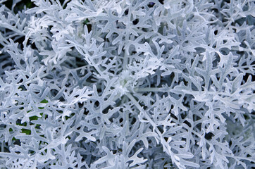 Silver dust plant in close-up for a background.