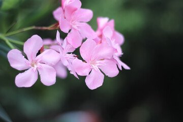 Close up pink nerium oleander flowers blooming in garden
