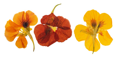 Pressed and dried delicate orange, yellow flowers nasturtium (tropaeolum). Isolated on white background. For use in scrapbooking, floristry or herbarium. - obrazy, fototapety, plakaty