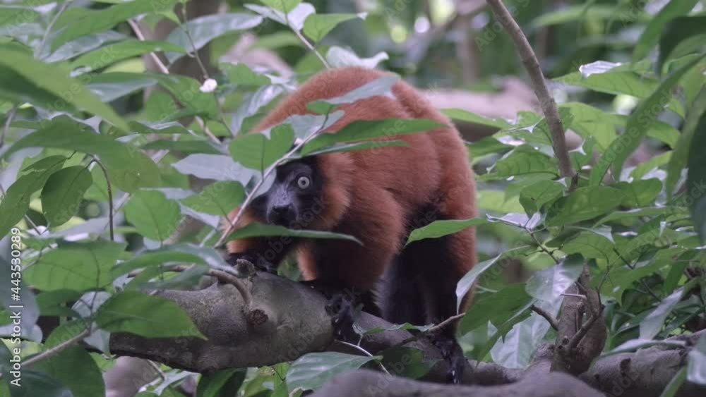 Aufkleber red ruffed lemur barking to call others from a tree in the open enclosure of zoo. - close up