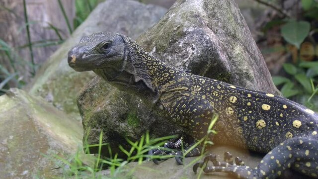 Crocodile Monitor On The Rock In The Wilderness. Varanus Salvadorii. close up