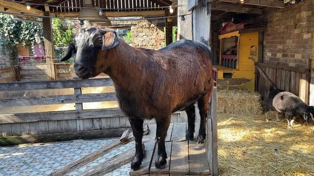 Big brown goat standing on a wooden shed or cage with hays