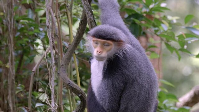Red-Shanked Douc Langur Monkey At Tree Forest During Daytime. - Close Up Shot