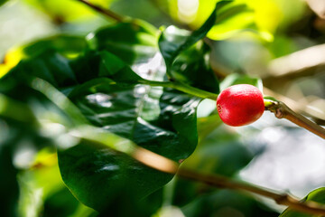 Fresh arabica coffee beans getting red at plantation selective focus