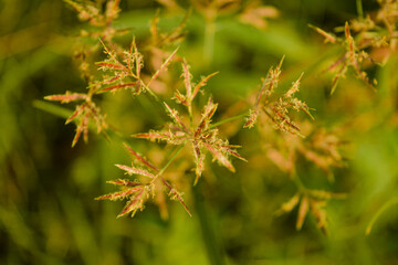 spike flower in the nature