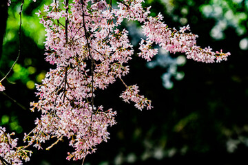 五条川の枝垂れ桜