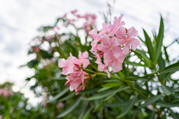 Light pink oleander flower blooming with green leaf (Nerium oleander L.).