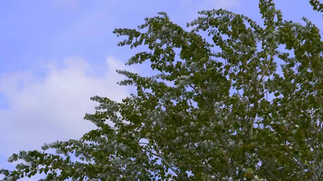 Medium view of silver poplar leaves moved by strong wind against a cloudy blue sky