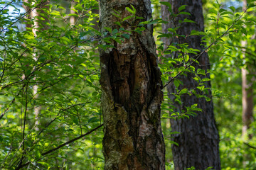 Obraz premium special trees, green forrest, germany