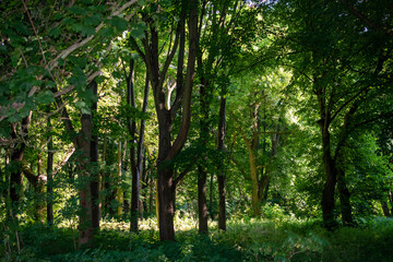 Obraz premium special trees, green forrest, germany