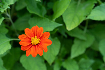 Zinnia flower or Youth and Old Age (Zinnia elegans) Beautiful flowers are blooming with bright red with green leaves. Free copy space.