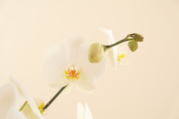 Naklejka na ściany i meble White orchid flower.White orchid branches on a light background. flowers close-up. Floral light beautiful background. Home plants and flowers.Orchid background