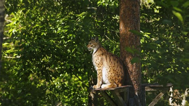 lynx sits on a platform on trunk above ground, observing the environment. endangered wild predator