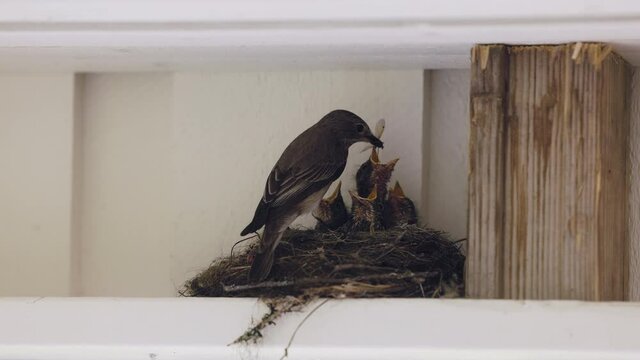 Mother bird feeding newborn babies on the homely nest. hungry chicks clamoring for food. Close up
