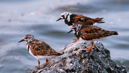 Turnstone