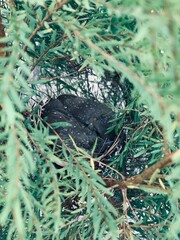 Baby Birds Snuggled up in Nest after the rain. The cute bird minions represent the beautiful, warm and caring nature.