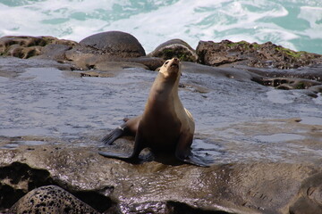 sea lion on rock cliff