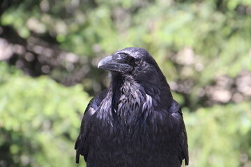 Raven Looking At Us, Banff National Park, Alberta
