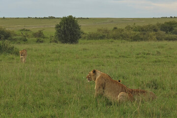 Wild lions rest in the African savannah. Animals sit and walk in the green grass. Summer day. Kenya. Maasai Mara Park
