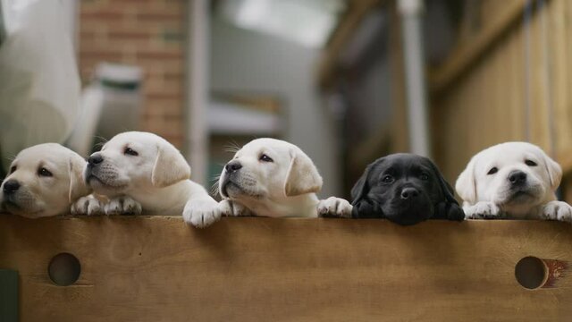 Labrador puppies over the fence