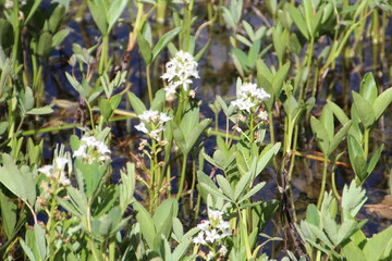 Fototapeta premium Life Growing On The Water, Jasper National Park, Alberta