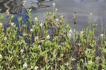 Plants Growing On The Lake, Jasper National Park, Alberta