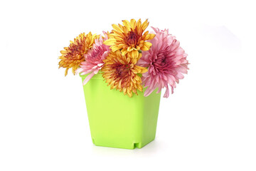 Flowers : Chrysanthemum flowers in vivid green plastic pot for table decoration, home decoration, interior. Fresh flowers, Isolated on white background.                               