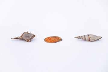 Seashells isolated on a white background. Shells painted in gold color sides on a white background with a place for writing and copying. Collecting shells. Ornamental seashells.