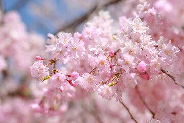Fototapeta premium sakura