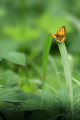 Butterflie with beautiful wings