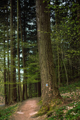 path in the woods