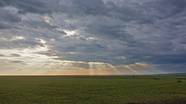 Sunset in the endless African savannah. The sun's rays penetrate the blue clouds and paint the sky above the horizon in orange hues. Kenya. Maasai Mara Park
