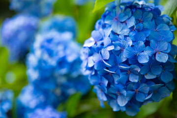 Hydrangea flower at the garden in Japan rainy day closeup