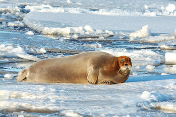 the seal is lying on the ice and resting basking in the sun