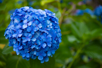 Hydrangea flower at the garden in Japan rainy day closeup